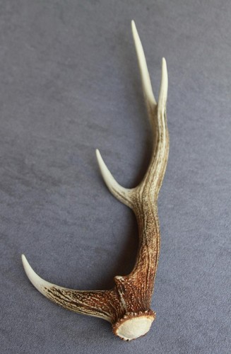 Sika deer antler naturally - sika,