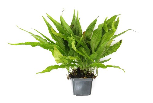Microsorum pteropus live - microsorum,