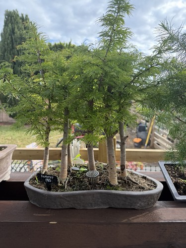 Bonsai forest - bonsai,