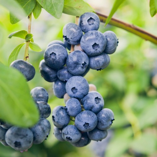 New blueberry fruiting - new,