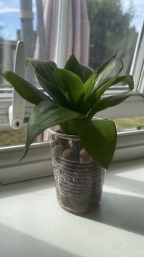 Snake plant sansevieria - snake,