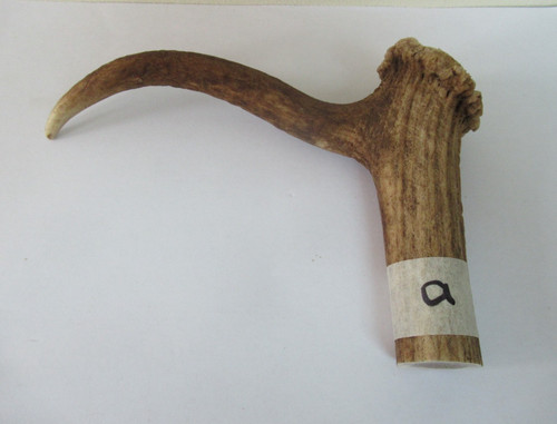 Red deer stag antler coronet - deer,