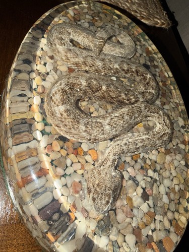 Vintage rattle snake lucite - vintage,