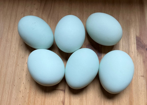 Blown duck eggs clean - duck, eggs,