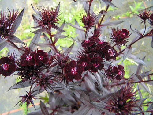 Dianthus barbatus sooty - dianthus,
