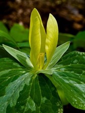 Yellow Trillium (Trillium