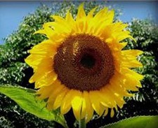 SUNFLOWER, MAMMOTH RUSSIAN
