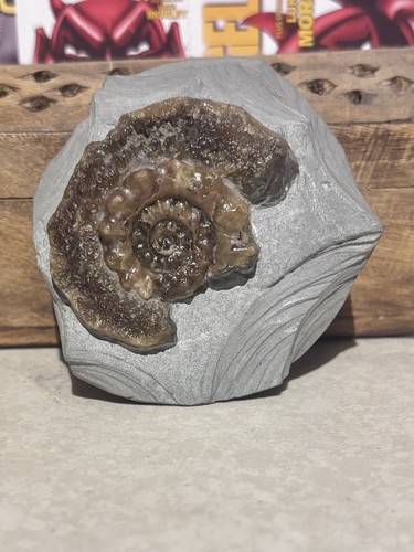 Xipheroceras ammonite - xipheroceras,