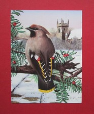 CHRIS SHIELDS  6.2" x 4.7"