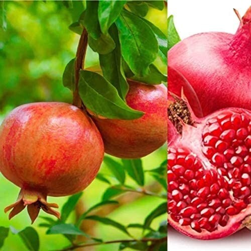Pomegranate plants in - 3,