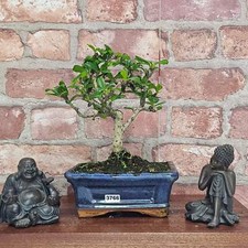 Fukien Tea Tree (Carmona