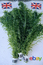 3 Bunches Elodea Densa -