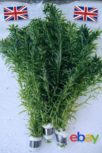 Bunches elodea densa - x,