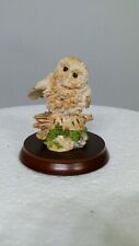 Border fine arts Small Tawny owlet, Russell Willis Free Delivery