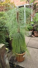 Pinus Montezumae Pine Tree  3ft8in beautiful Tree