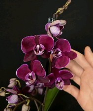 Phalaenopsis Cha Cha. 1 Flower