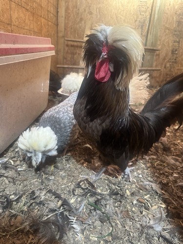 Bantam polish hatching eggs - 6,