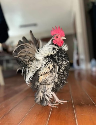 Fertile serama chicken - 6+,
