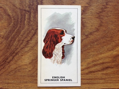 Tea dogs heads english - gp,