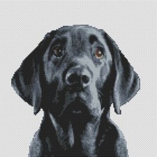 Black Labrador lab Dog Puppy