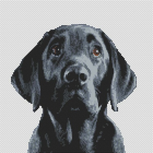 Black labrador lab - black,