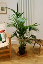 Large Kentia Palm (Howea
