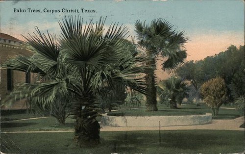 Corpus christi texas palm - christi,,
