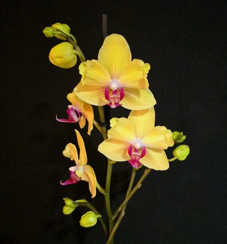 Phalaenopsis fuller sunset - phalaenopsis, sunset'
