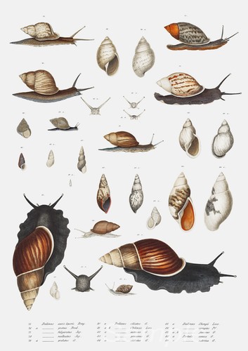 Snails chart vintage poster - chart,