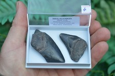 2 X REAL MEGALODON SHARKS