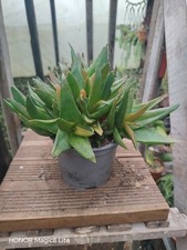 Aloe alworthia black gem