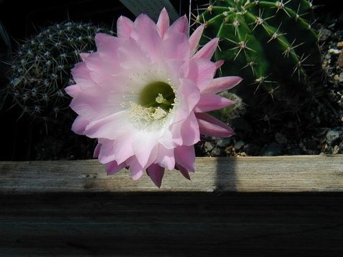 Easter lily cactus - -,