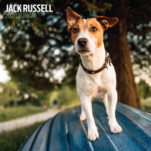 Jack russell 2027 traditional - russell,