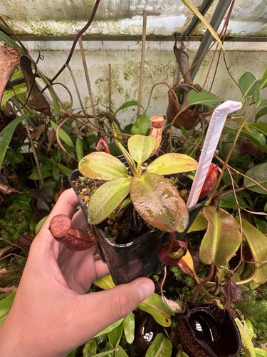 Nepenthes rajah amazing - nepenthes,