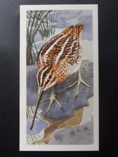 No.30 SNIPE - Bird Portraits