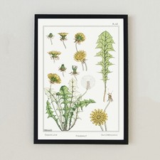 Vintage Dandelion Botanical