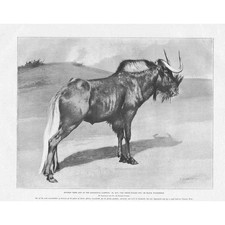 The White Tailed Gnu or Black Wildebeest - Antique Print 1899