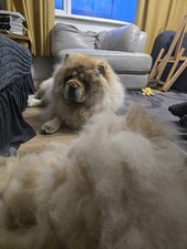 Dog Fur Fleece 80g., Chow Chow