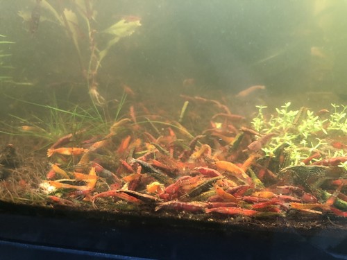 Live neocaridina shrimp - neocaridina,
