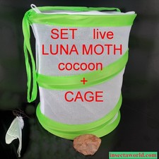 Luna moth (Saturniidae, Actias