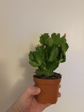 Christmas cactus - 9 Cm Pot -