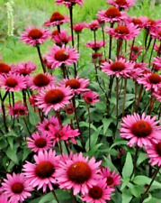 2 x Echinacea  Magnus in 1 LTR  POTS Deciduous Perennial  (Now pruned back )