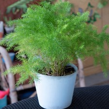 Asparagus Plumosus Large Indoor House Plant Real Tall Tropical Evergreen Plants