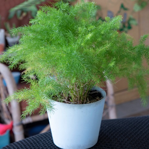 Asparagus plumosus large - plumosus,
