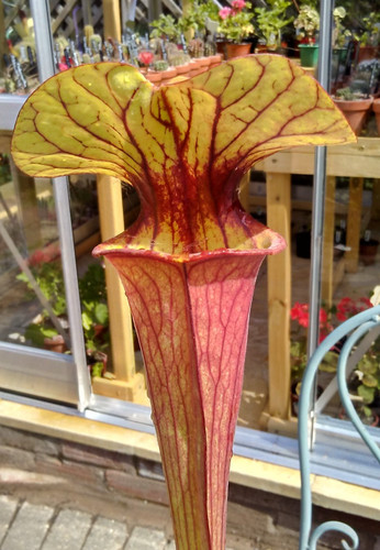 Sarracenia flava rubricorpa - flava,
