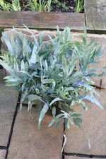 Phlebodium aureum 'Blue Star'