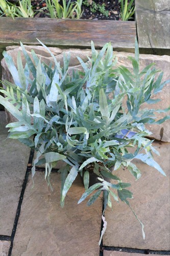 Phlebodium aureum blue star - phlebodium, 'blue