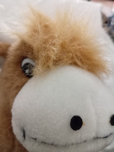 Cute scottish highland - cute,
