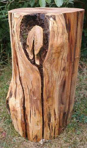 Tree stump seat - , log