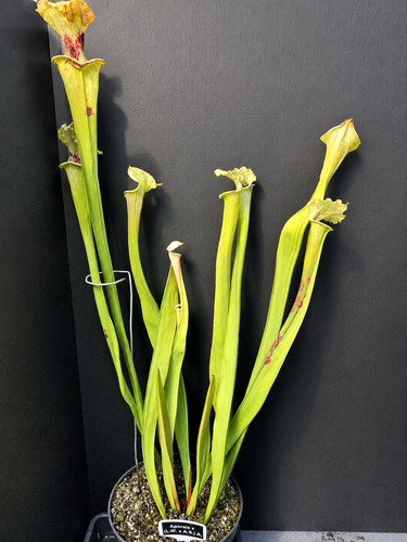 Sarracenia aporais leah - sarracenia, (leah